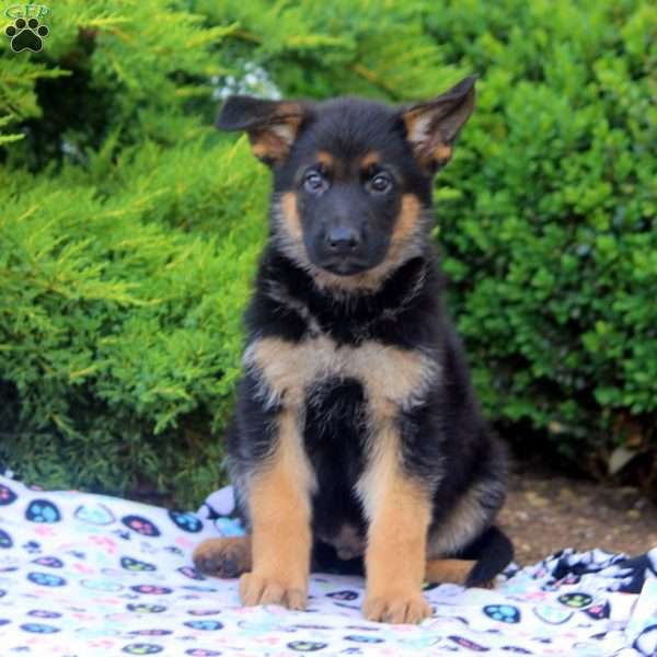 Finn, German Shepherd Puppy