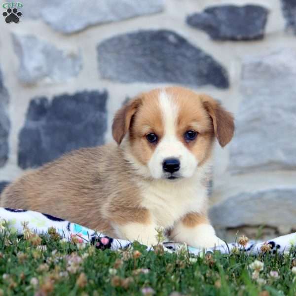 Finn, Pembroke Welsh Corgi Puppy