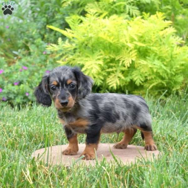 Finn, Dachshund Puppy