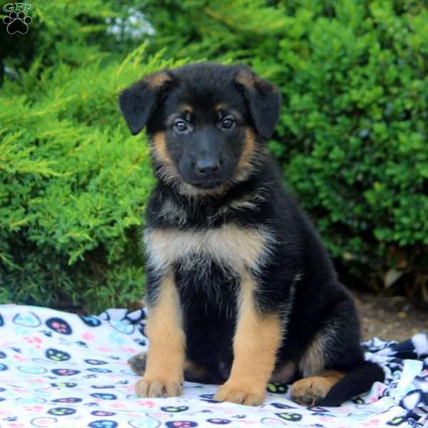 Fiona, German Shepherd Puppy