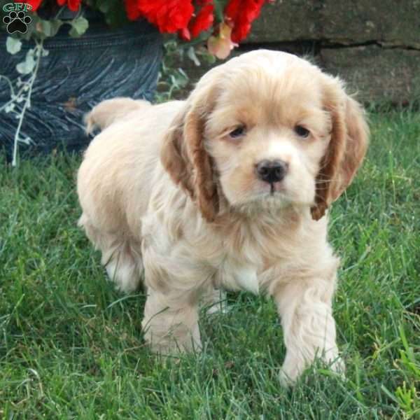 Fiona, Cocker Spaniel Puppy