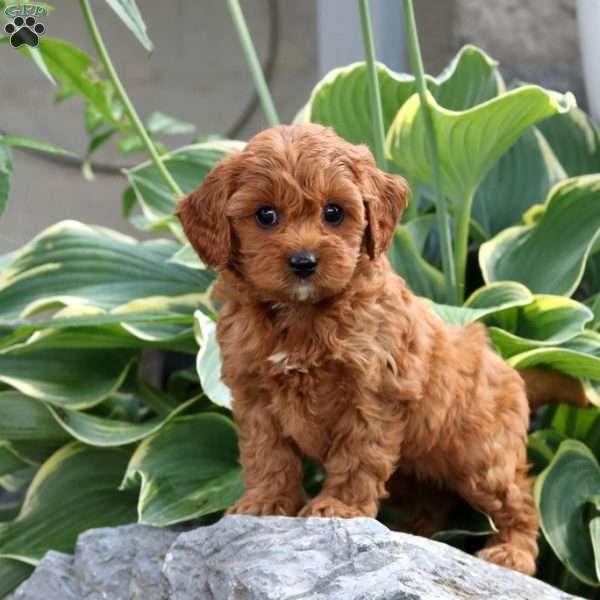 Fiona, Cavapoo Puppy