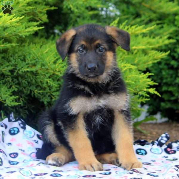 Fitz, German Shepherd Puppy