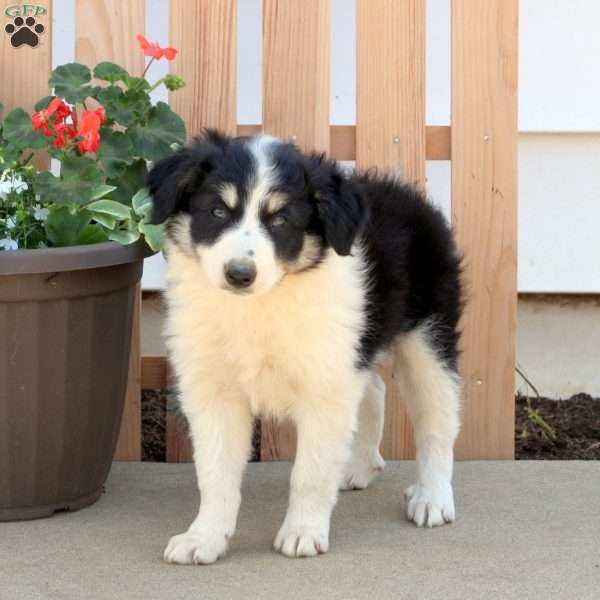 Flash, Border Collie Puppy