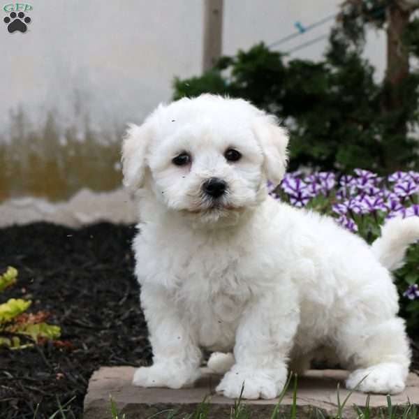 Fletch, Bichon Frise Puppy