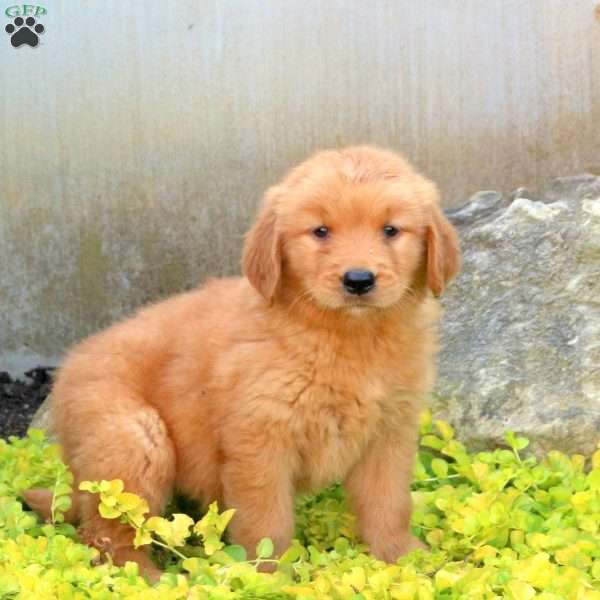 Fletcher, Golden Retriever Puppy