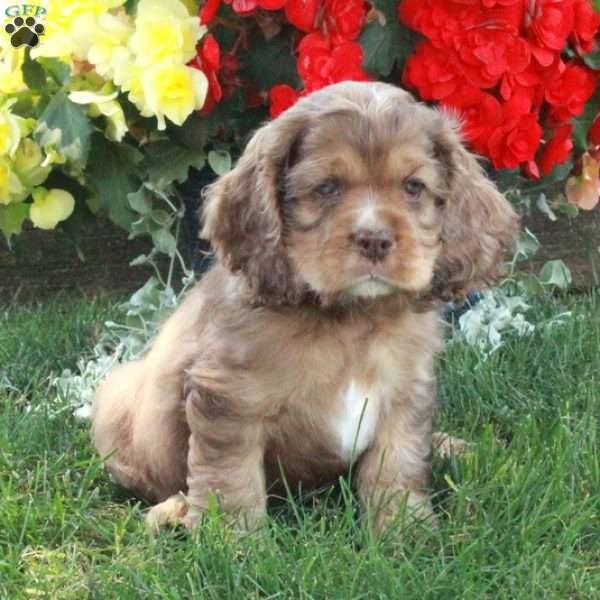 Fletcher, Cocker Spaniel Puppy