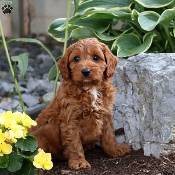 Fletcher, Cavapoo Puppy