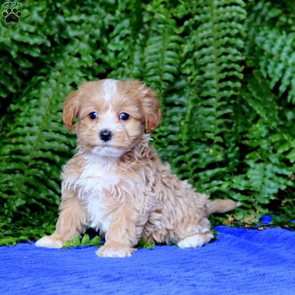 Flexus, Maltipoo Puppy