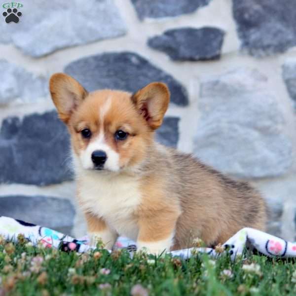 Flora, Pembroke Welsh Corgi Puppy