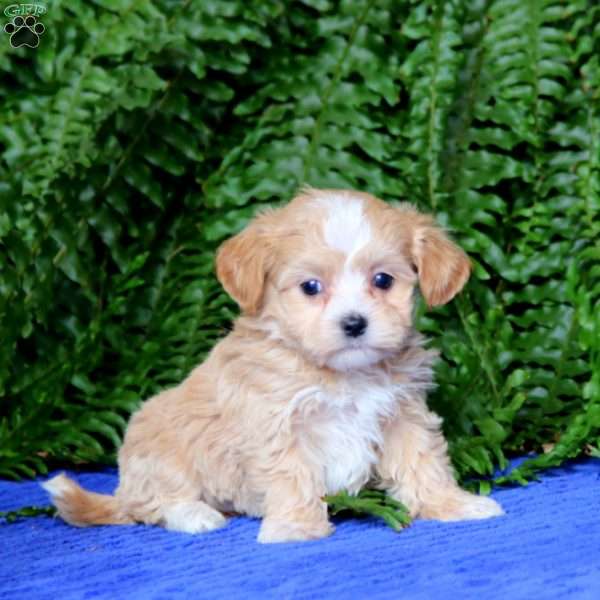 Flora, Maltipoo Puppy