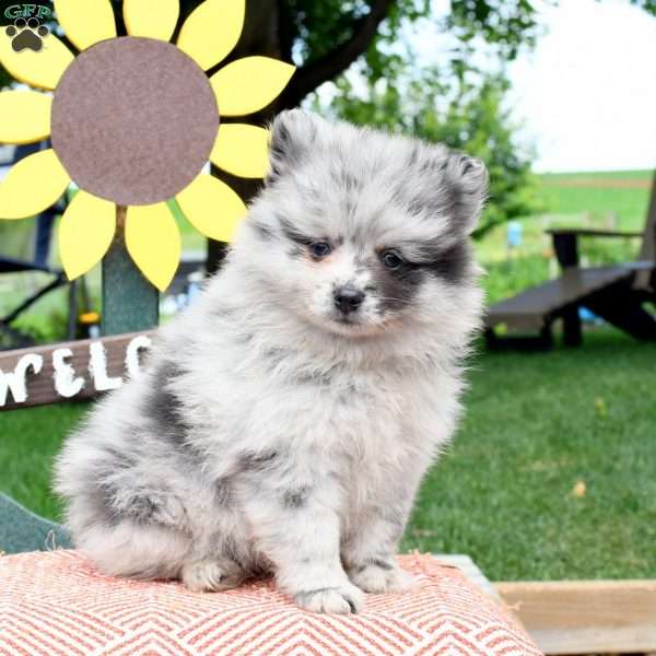 Flyn, Pomeranian Puppy