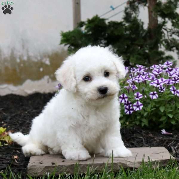 Flynn, Bichon Frise Puppy