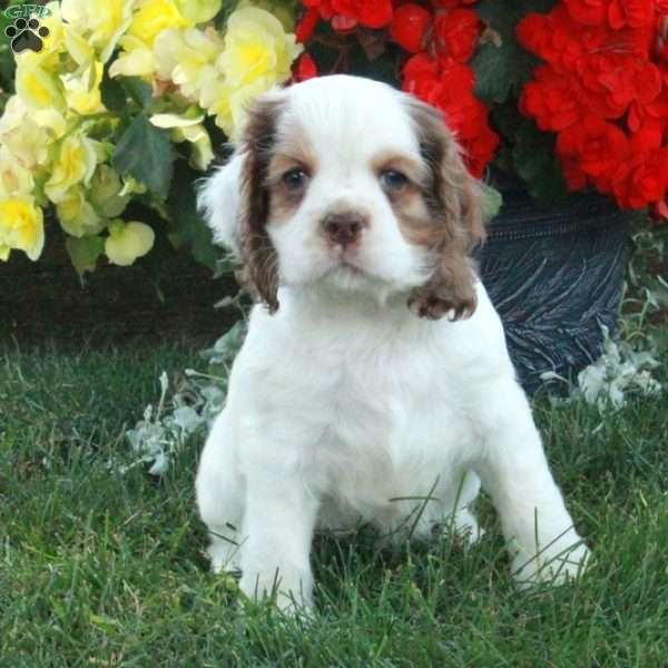 Ford, Cocker Spaniel Puppy