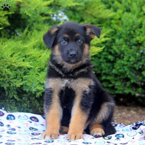 Ford, German Shepherd Puppy