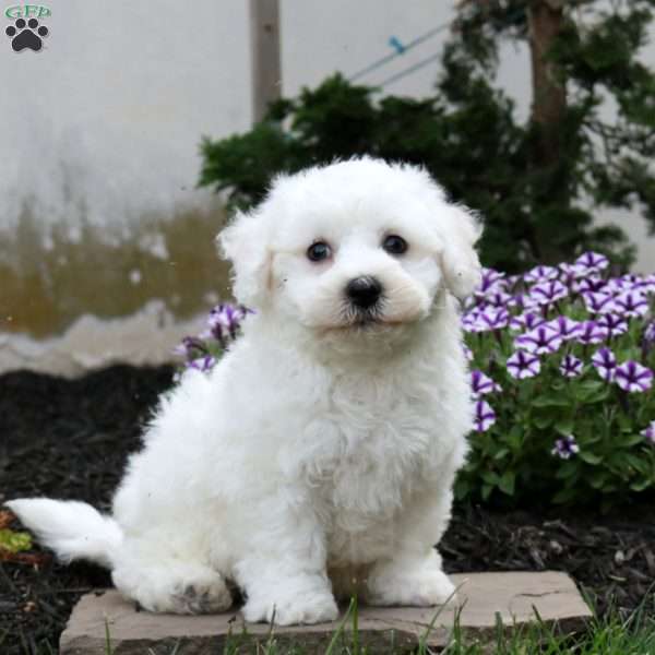 Foster, Bichon Frise Puppy