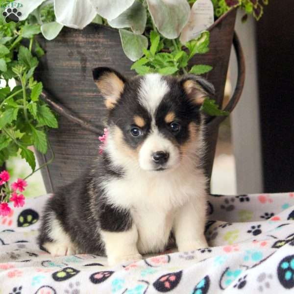 Fran, Pembroke Welsh Corgi Puppy