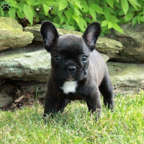 Francesca, French Bulldog Puppy