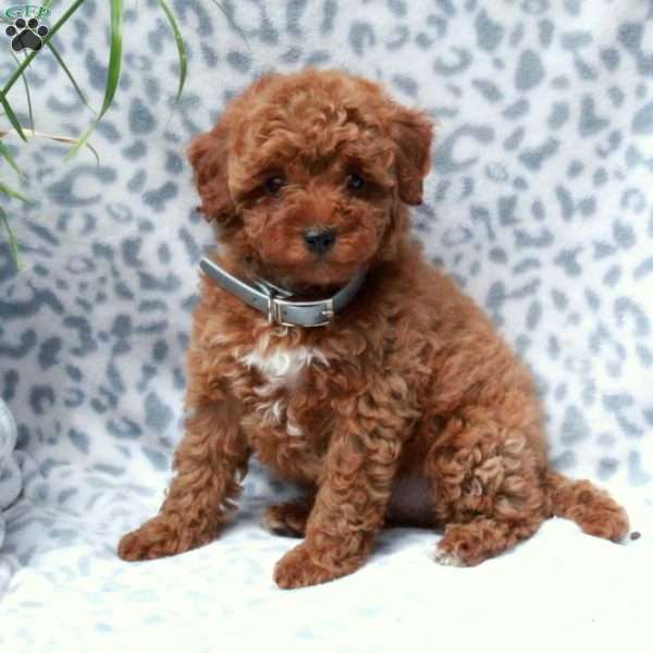 Francis, Miniature Poodle Puppy