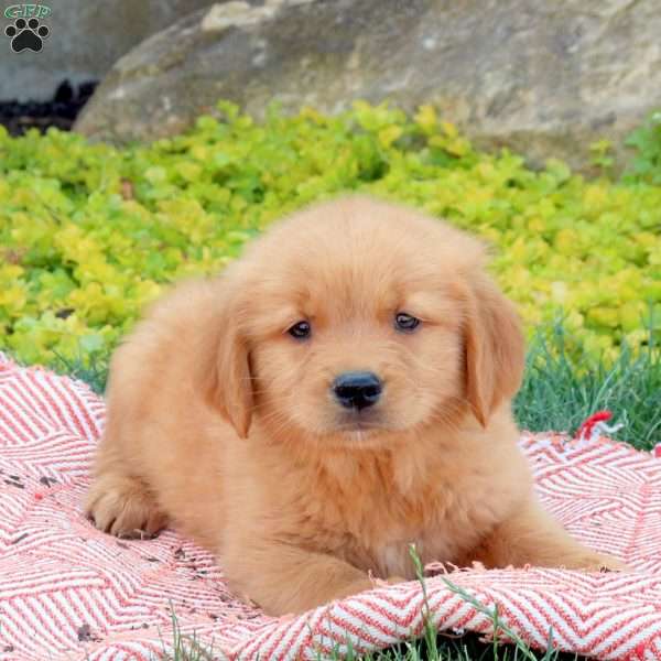 Franco, Golden Retriever Puppy