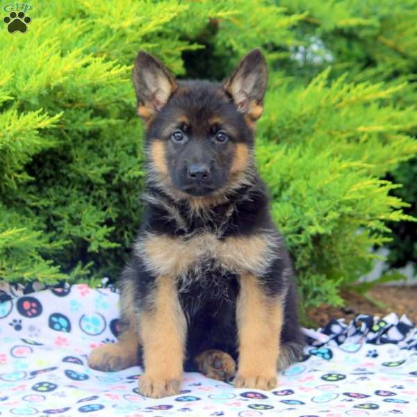 Frank, German Shepherd Puppy