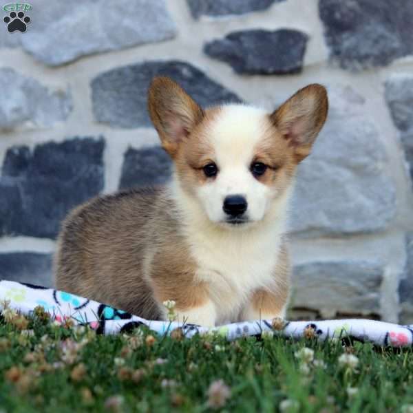 Frank, Pembroke Welsh Corgi Puppy