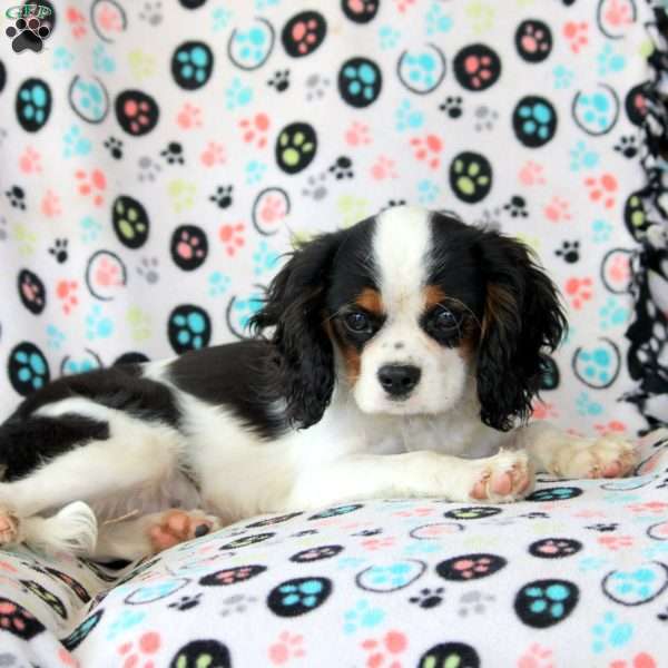 Frank, Cavalier King Charles Spaniel Puppy