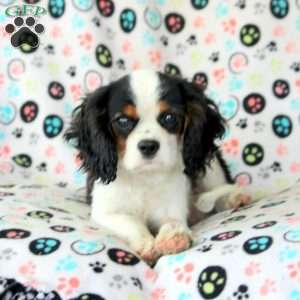 Frank, Cavalier King Charles Spaniel Puppy