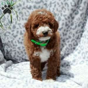 Frank, Miniature Poodle Puppy