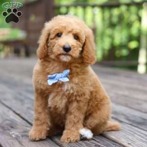 Frankie, Standard Poodle Puppy