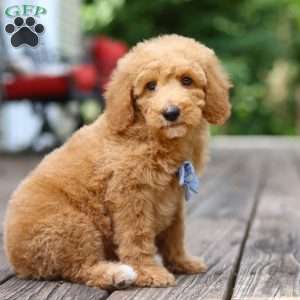 Frankie, Standard Poodle Puppy