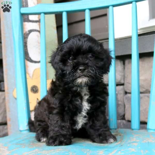 Frankie, Shih-Poo Puppy