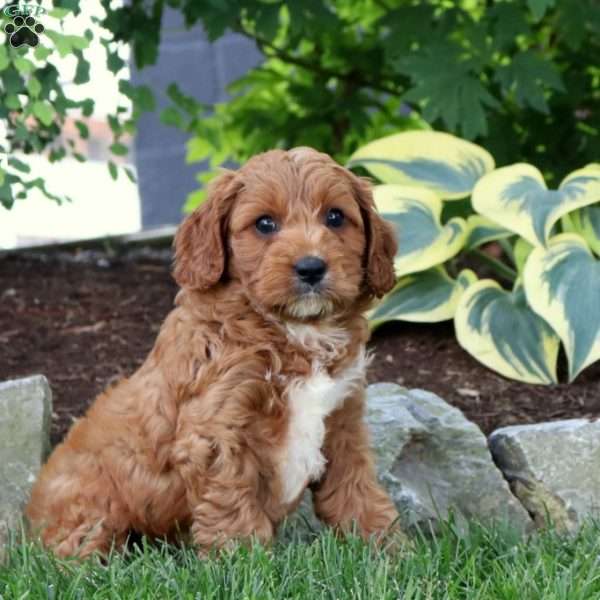 Frankie, Cavapoo Puppy