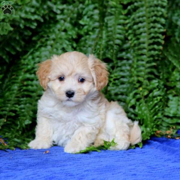 Frankie, Maltipoo Puppy