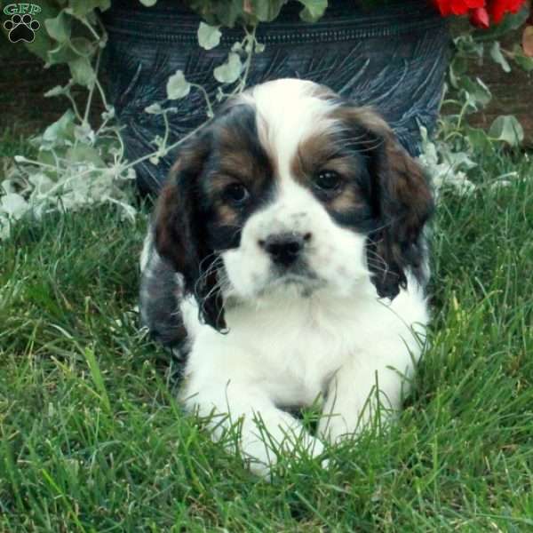 Franklin, Cocker Spaniel Puppy