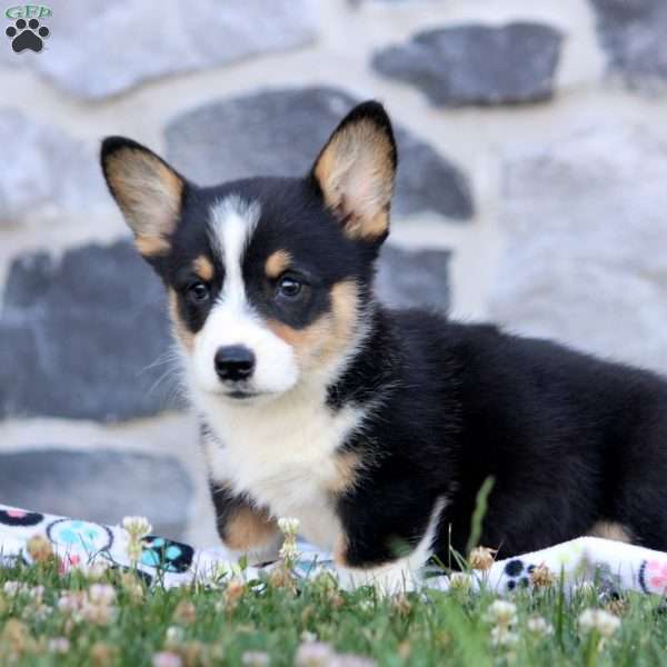 Fred, Pembroke Welsh Corgi Puppy