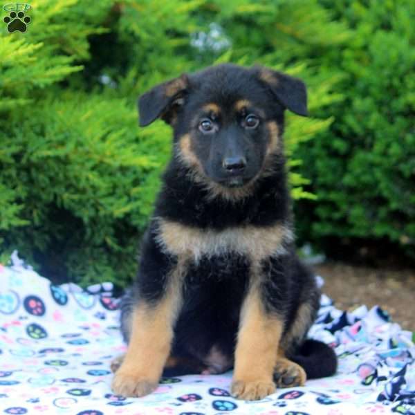 Fred, German Shepherd Puppy