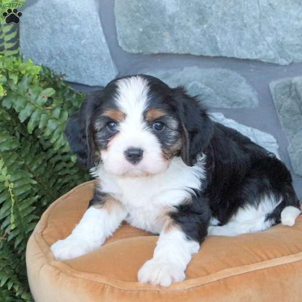 Frisky, Cavachon Puppy