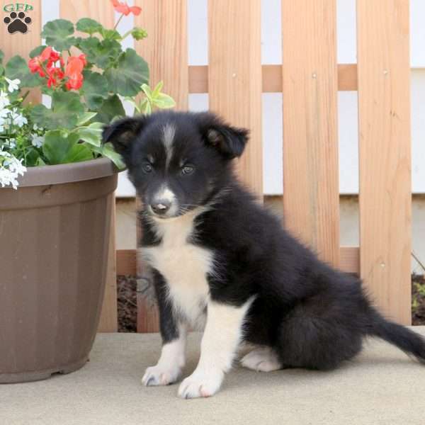 Frisky, Border Collie Mix Puppy