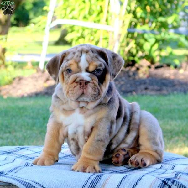 Fudge, English Bulldog Puppy