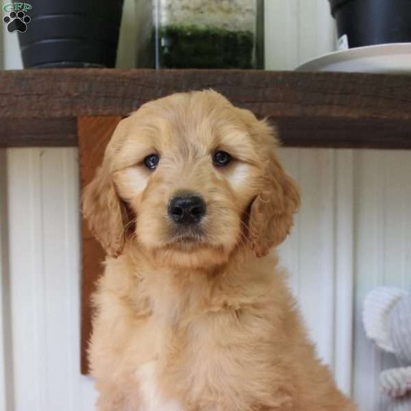 Sunny, Goldendoodle Puppy