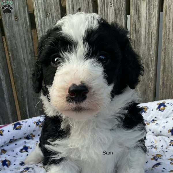 Sam, Mini Bernedoodle Puppy