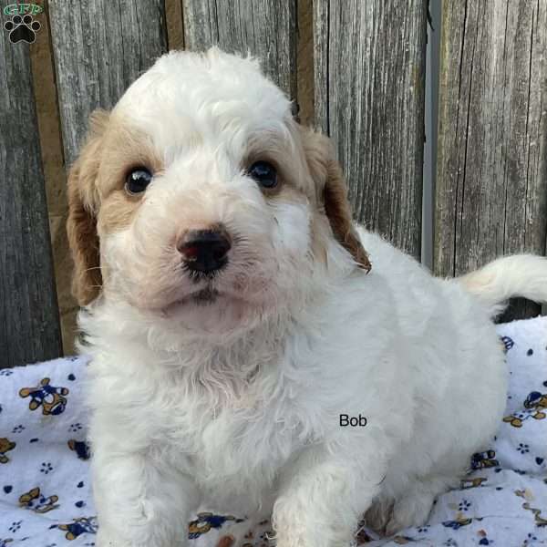 Bob, Mini Bernedoodle Puppy