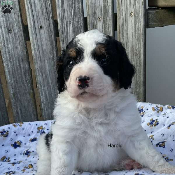 Harold, Mini Bernedoodle Puppy