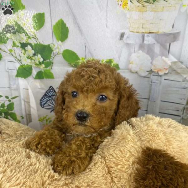 Gus, Cavapoo Puppy