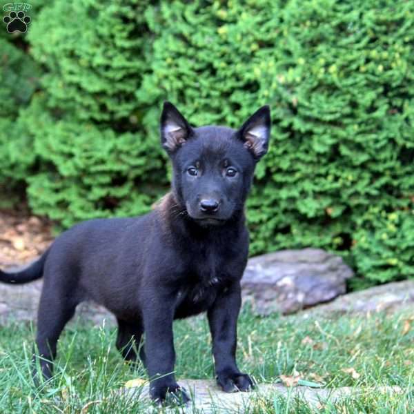 Gabbie, Belgian Malinois Puppy