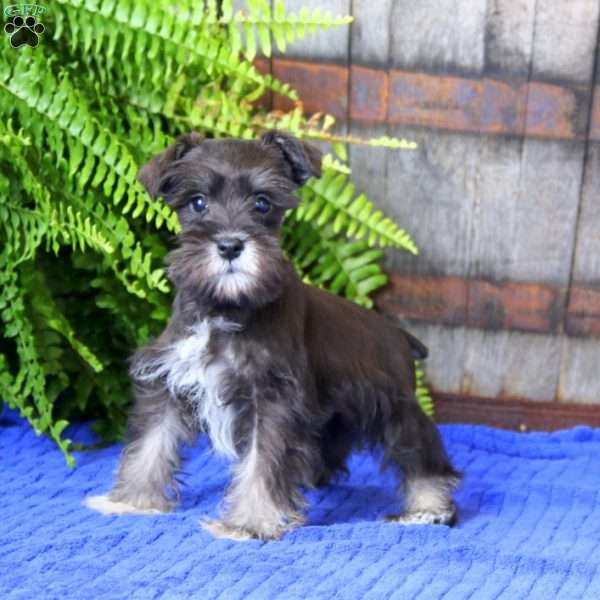 Gabby, Miniature Schnauzer Puppy