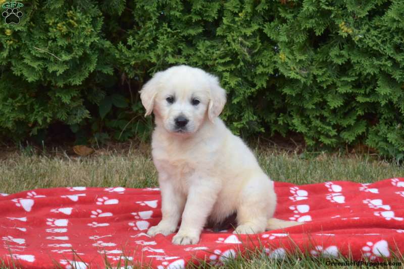 Gadget - English Cream Golden Retriever Puppy For Sale in Pennsylvania