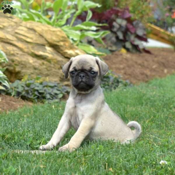 Gadget, Pug Puppy