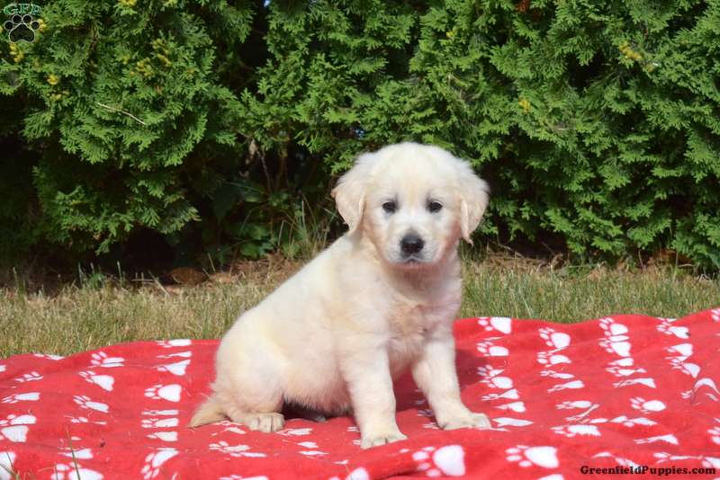 Gadget - English Cream Golden Retriever Puppy For Sale in Pennsylvania